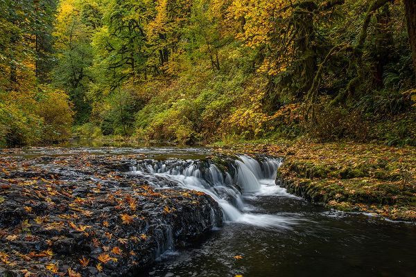 Jaynes Gallery 아티스트의 USA-Oregon-Silver Falls State Park Waterfalls and forest in autumn작품입니다.